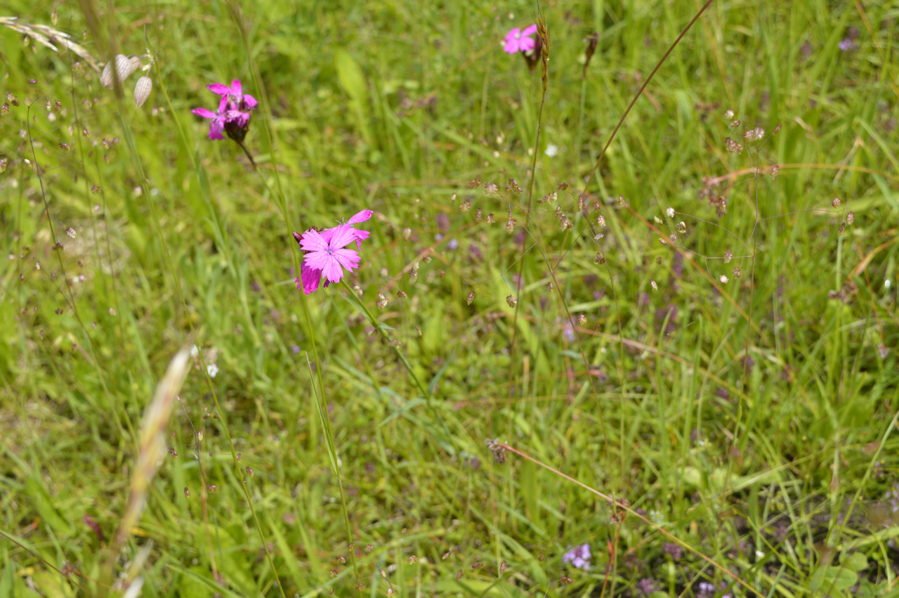 Karthäuser Nelke Dianthus carthusianorum EBW OEPUL