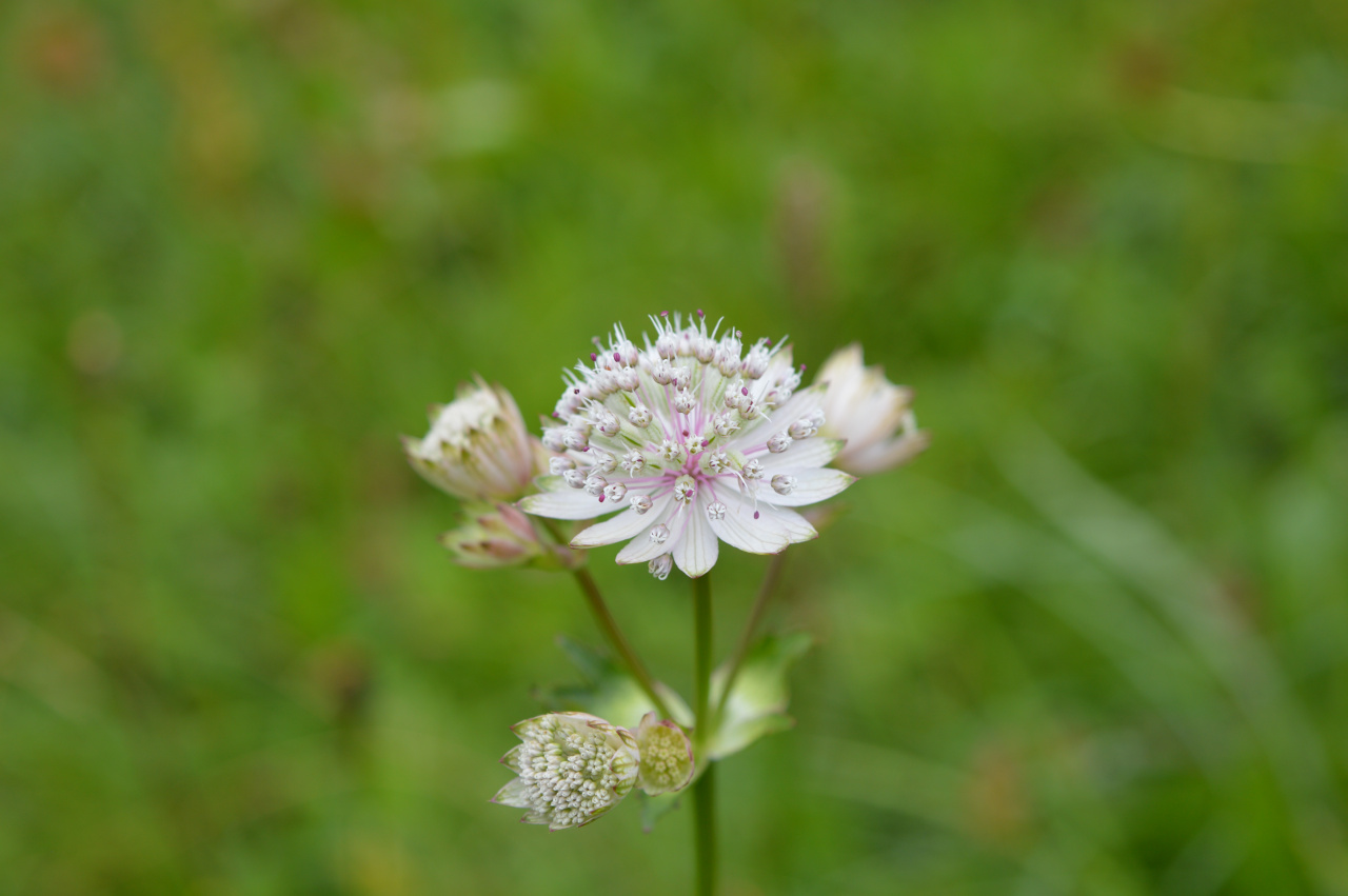 Gro Sterndolde Astrantia Major Ebw Oepul